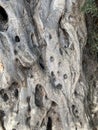bark of an old olive tree close-up Royalty Free Stock Photo
