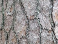Bark of an old pine tree close-up Royalty Free Stock Photo