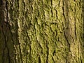 The bark of the old pine turned green. The texture of the tree bark is ribbed. Royalty Free Stock Photo