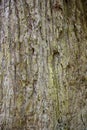 Bark of an old sequoia Royalty Free Stock Photo