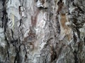 The bark of an old thick tree. Light gray trunk with dark cracks. Wood texture. Tissues located outside the cambium. Centennial Royalty Free Stock Photo
