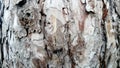 The bark of an old thick tree. Light gray trunk with dark cracks. Wood texture. Tissues located outside the cambium. Centennial Royalty Free Stock Photo