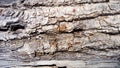 The bark of an old thick tree. Light gray wood with dark cracks. Wood texture. Tissues are located outside the cambium. The bark Royalty Free Stock Photo