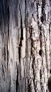 The bark of an old thick tree. Light gray wood with dark cracks. Wood texture. Tissues are located outside the cambium. The bark Royalty Free Stock Photo