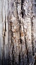 The bark of an old thick tree. Light gray wood with dark cracks. Wood texture. Tissues are located outside the cambium. The bark Royalty Free Stock Photo