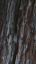 Bark of an old tree with abstract textures