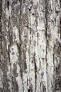 The bark of an old tree for background