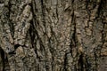 Bark of an old tree