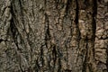 Bark of an old tree