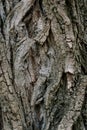 Bark of an old tree