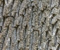Bark an old tree close up Royalty Free Stock Photo