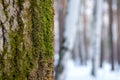 The bark of an old tree with moss on the background of a winter forest Royalty Free Stock Photo