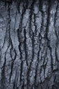 The bark of an old tree. Half of the bark is black and half is colored white. Vertical wood texture. Abstract background Royalty Free Stock Photo