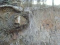 Bark of tree with a hole. Cora from an old tree.