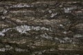 Bark of old tree horizontal background Royalty Free Stock Photo
