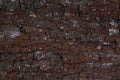 Bark of old tree horizontal background Royalty Free Stock Photo