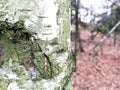 The bark of an old tree. Park, forest, garden. Beautiful, natural structure. Royalty Free Stock Photo