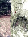 The bark of an old tree. Park, forest, garden. Beautiful, natural structure. Royalty Free Stock Photo