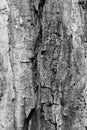 The bark of an old tree with a relief in black and white monochrome color Royalty Free Stock Photo