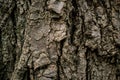 Bark of an old tree