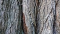 Bark of an old tree, texture. The background is an uneven folded surface Royalty Free Stock Photo