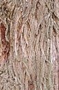 Bark old willow