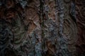 Bark of old wood, background Royalty Free Stock Photo