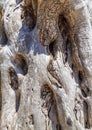 The bark of olive tree