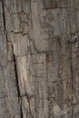 Bark, outer layer of the forest tree Royalty Free Stock Photo
