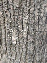 Bark is the outermost layers of stems Royalty Free Stock Photo