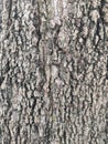 Bark is the outermost layers of stems Royalty Free Stock Photo