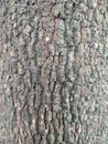 Bark is the outermost layers of stems Royalty Free Stock Photo