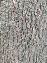 Bark is the outermost layers of stems Royalty Free Stock Photo