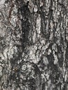 Bark is the outermost layers of stems Royalty Free Stock Photo