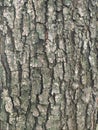 Bark is the outermost layers of stems Royalty Free Stock Photo