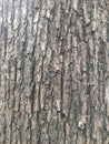 Bark is the outermost layers of stems Royalty Free Stock Photo