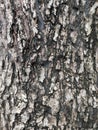 Bark is the outermost layers of stems Royalty Free Stock Photo