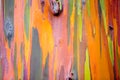 Rainbow Painted Eucalyptus Gum Tree Bark Background Royalty Free Stock Photo