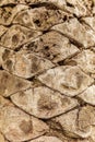 Bark on a palm tree as an abstract background Royalty Free Stock Photo