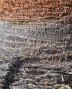 A bark of a palm tree a few layers from old to a young close-up. Texture. Background Royalty Free Stock Photo