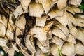 Bark Palms , Upper trunk detail of palm tree background Royalty Free Stock Photo