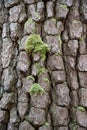 Abstract Wood Texture Bark and moss