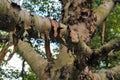 Peeling tree bark - Betula ermanii