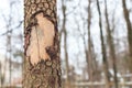 Bark Peeling from Tree