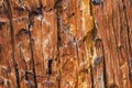 Bark Pine Beetle insect damage forest tree Royalty Free Stock Photo