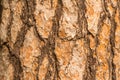 Bark of a pine tree Royalty Free Stock Photo