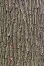 The bark of pine tree, background Royalty Free Stock Photo