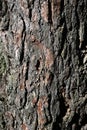 Bark pine tree background Royalty Free Stock Photo