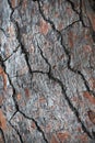 Bark of pine tree background. Macro photo. Royalty Free Stock Photo