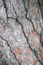 Bark of pine tree background. Macro photo. Royalty Free Stock Photo